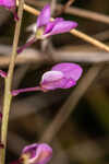 Scalloped milkwort